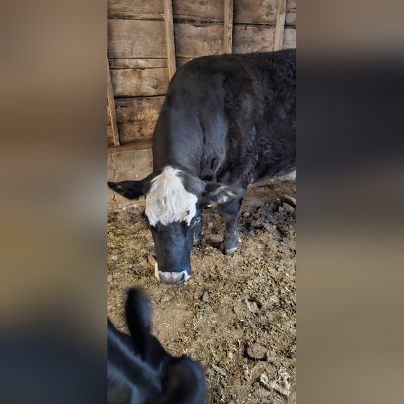 Cows cows and more cows - Picture 6 of 12